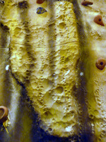 High Relief Coated Plywood at University of Bolton